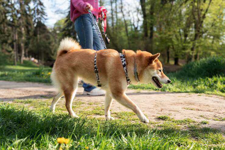 dog-walkers-in-kochi-big-0
