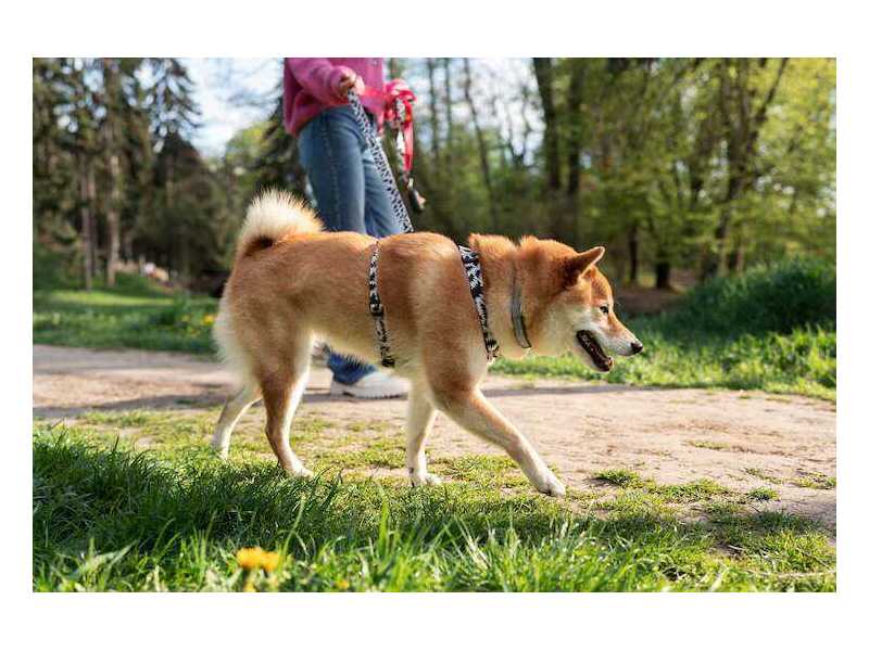 dog-walkers-in-kochi-small-0