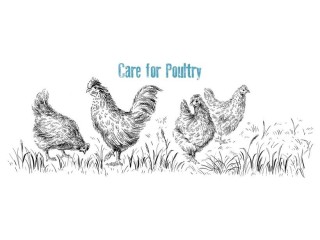 Glamac International: The Top Poultry Feed Company in India