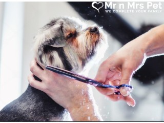 Dog Grooming at Home in Chennai