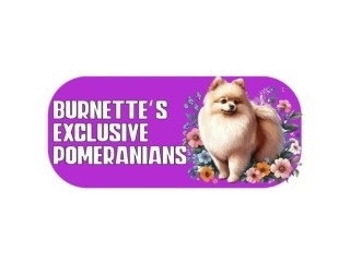 Discover Chocolate Parti Pomeranian Puppies iIn Georgia At Burnette's Exclusive Pomeranians