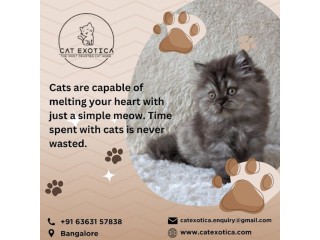 Cat Exotica | Cats for Sale in Bangalore
