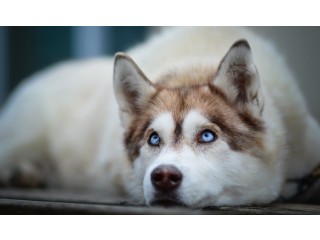 Siberian Husky Puppies For Sale In India