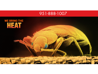 Top Treatment Bed Bug Exterminator Palm Springs