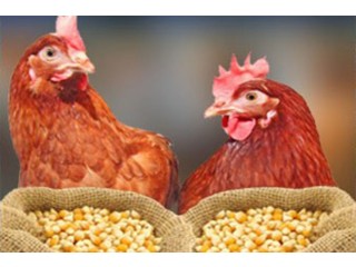 Animal Feed Additives Market Size, Key Players & Forecast Report