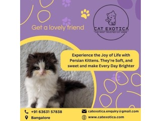 Cat Exotica | Persian Kittens for Sale in Bangalore
