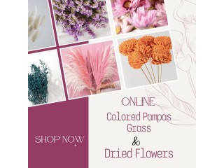Online Colored Pampas Grass and Dried Flowers Shopping Store In India