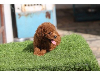 Poodle Puppies for Sale in Hyderabad
