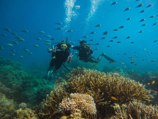 Book Scuba Diving in Havelock - Explore Vibrant And Colorful Marine Life