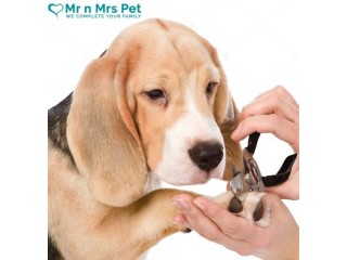 Professional Dog Grooming at Home in Ghaziabad