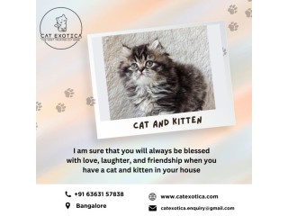 Cat Exotica | Cute Persian Kittens for Sale in Bangalore