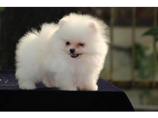 Toy Pomeranian Puppies for Sale in Hyderabad