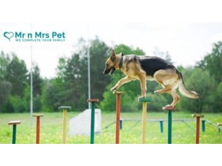 Dog Training in Chennai At Affordable Price