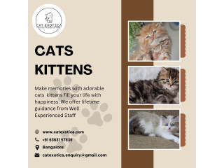 Kittens in Bangalore