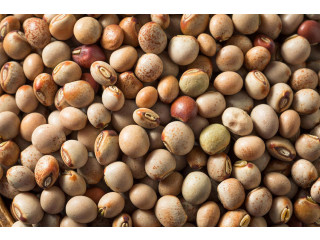 Top Pulses Manufacturers & Suppliers in Jalgaon