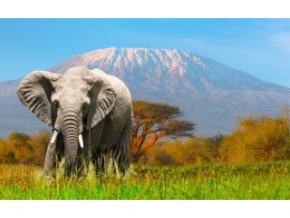 Explore Kenya's Wonders with Exploring Tourism!