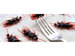 Get Best Cockroach Control Treatment Services In Selangor