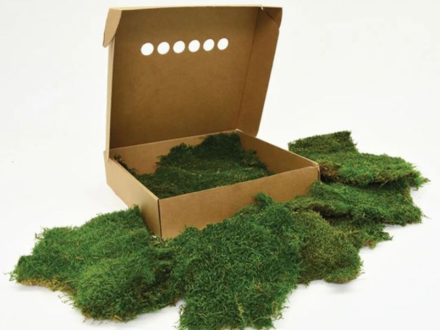 star-moss-singapore