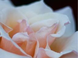 singapore-funeral-services-packages-affordable-arrangements