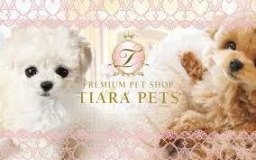 buy-chihuahua-puppie-in-florida-trusted-breeder-near-you-big-0