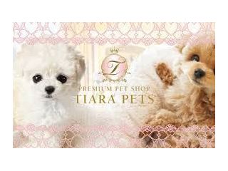 buy-chihuahua-puppie-in-florida-trusted-breeder-near-you-small-0