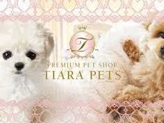 buy-chihuahua-puppie-in-florida-trusted-breeder-near-you