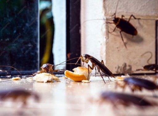 looking-for-an-expert-of-cockroach-control-singapore-big-0