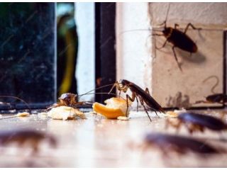 looking-for-an-expert-of-cockroach-control-singapore-small-0