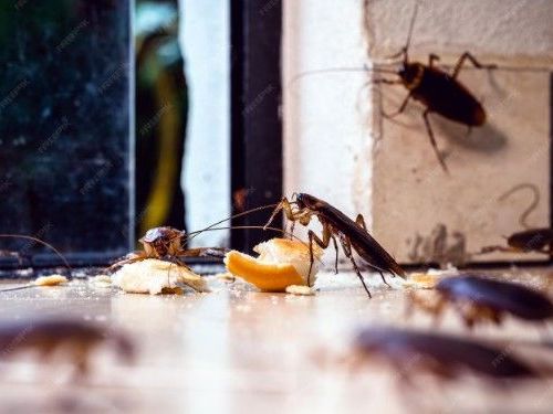 looking-for-an-expert-of-cockroach-control-singapore
