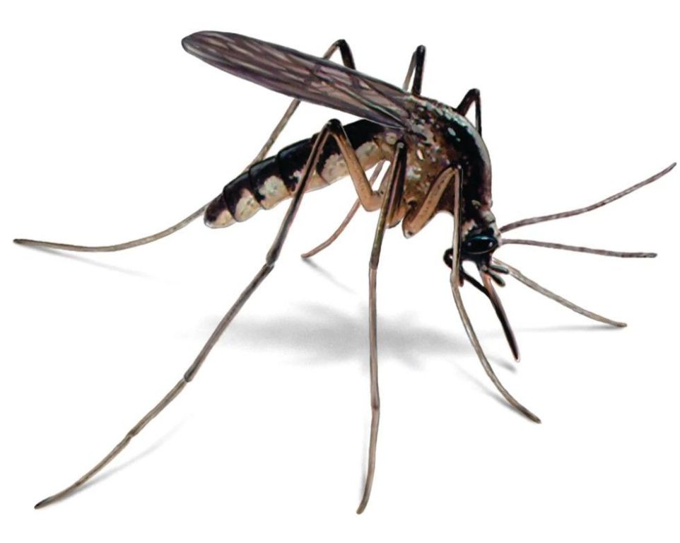 looking-for-professional-mosquitoes-control-singapore-services-big-0