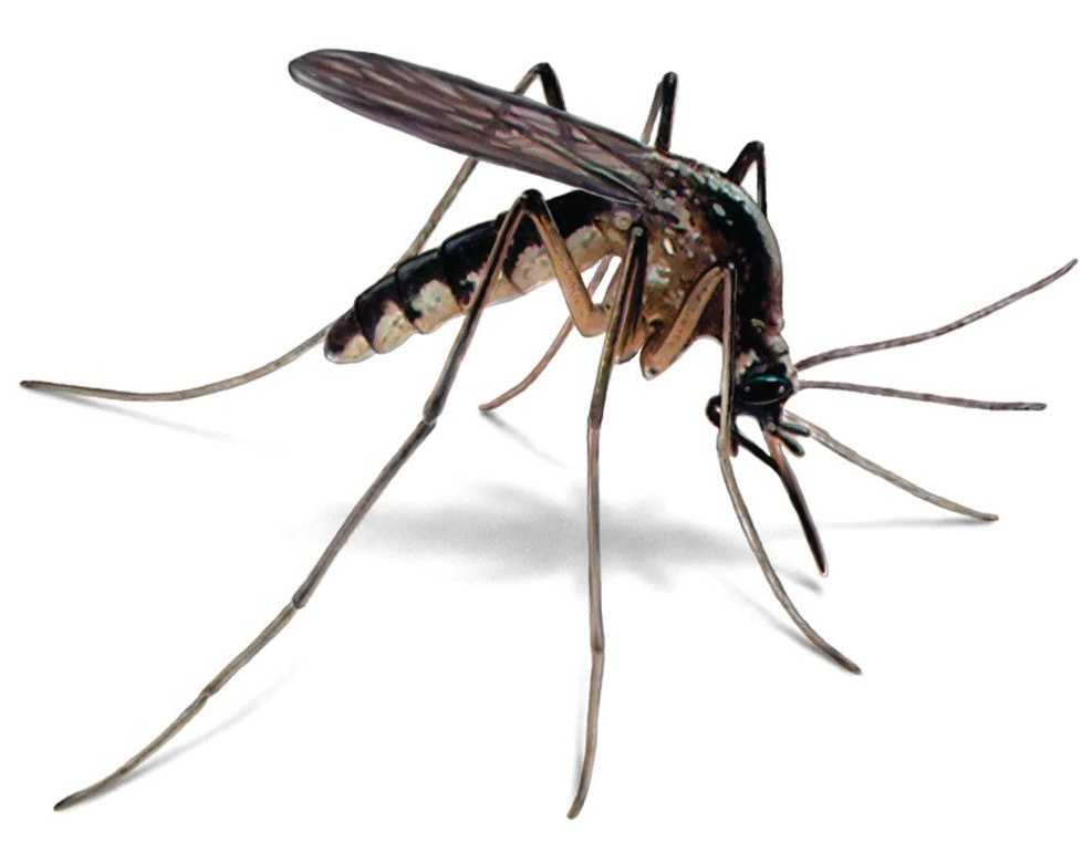 looking-for-professional-mosquitoes-control-singapore-services
