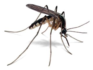 looking-for-professional-mosquitoes-control-singapore-services-small-0