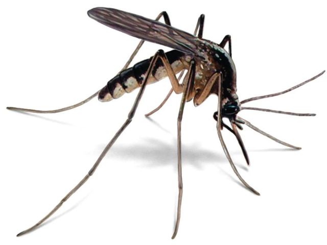 looking-for-professional-mosquitoes-control-singapore-services