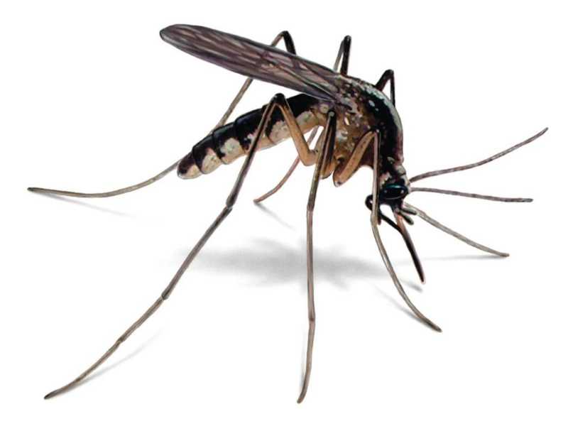 looking-for-professional-mosquitoes-control-singapore-services-small-0