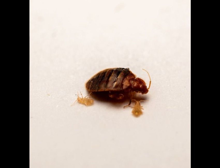looking-for-the-best-services-of-bedbug-control-singapore-big-0