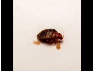 looking-for-the-best-services-of-bedbug-control-singapore-small-0
