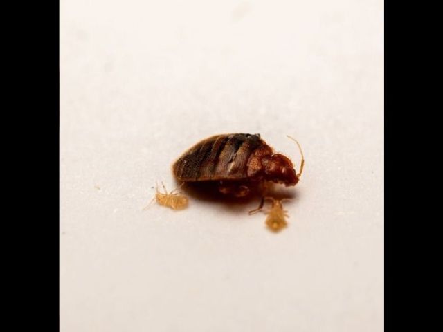 looking-for-the-best-services-of-bedbug-control-singapore