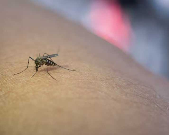 are-you-looking-for-professional-mosquitoes-control-singapore