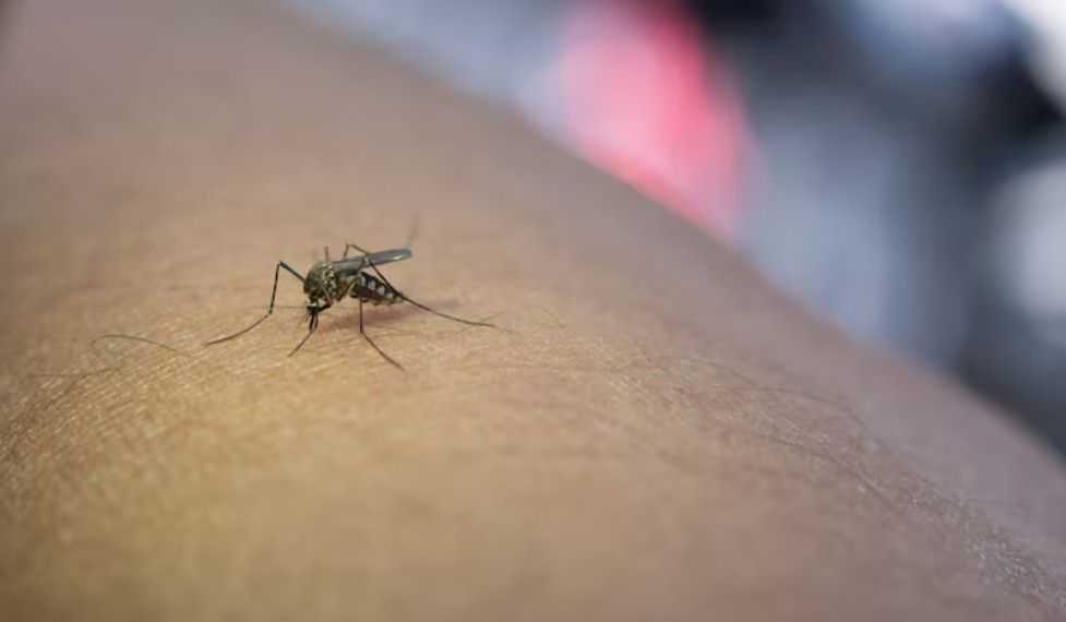 are-you-looking-for-professional-mosquitoes-control-singapore-big-0