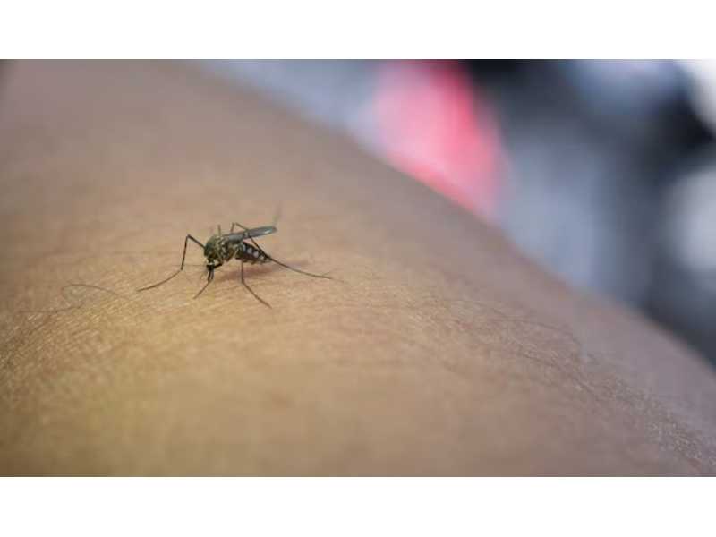 are-you-looking-for-professional-mosquitoes-control-singapore-small-0
