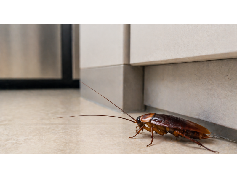 searching-for-trusted-cockroach-control-singapore-services-small-0