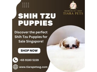Shih Tzu Puppies for Sale Singapore