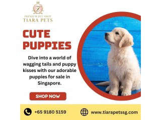 Puppies for sale Singapore