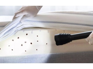EcoSpace Pest: Your Solution for Effective Bed Bug Control in Singapore