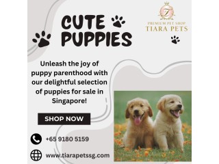 Puppies for sale in Singapore | TiaraPets