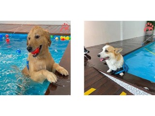 Top 10 Best Dog Swimming Pools in Singapore