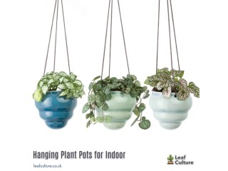 Variety of Hanging Plant Pots for Indoor