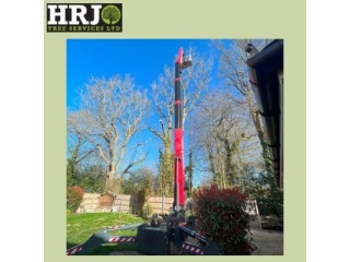 Transform Your Landscape: Expert Tree Surgery in Hertford!