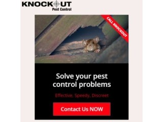 Reliable Pest Control Services in Lewes: Hire Now!