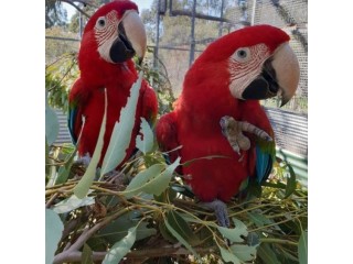Lovely Scarlet Macaws for Sale.